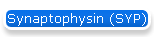 Synaptophysin (SYP)